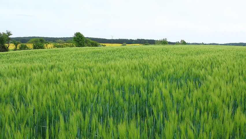 Green fields full of grain - Poland