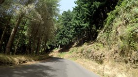 P.O.V. Video footage. Forest, Madeira, Island of Portugal