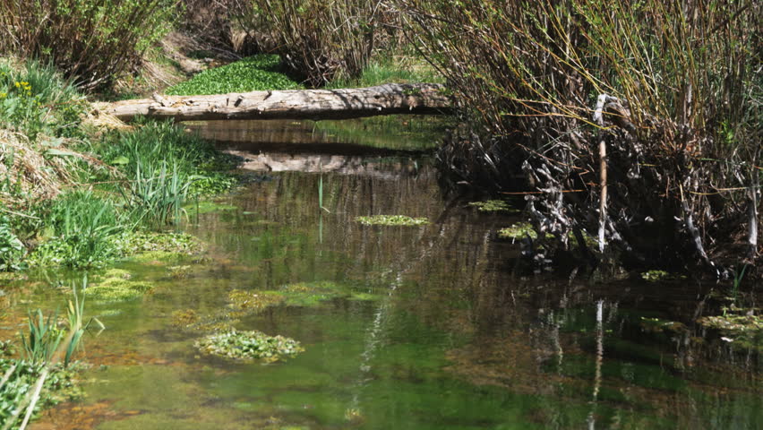 woman crossing a stream on a log bridge