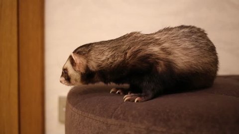 Close up of funny ferret sitting on soft ottoman in home