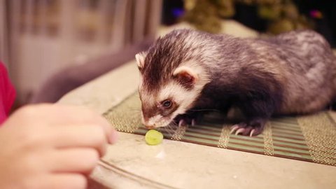 Close up portrait of funny ferret eating grape at table in home
