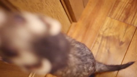 Top view of funny ferret running on floor in house