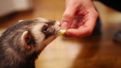 Close up portrait of funny ferret eating from hand of owner in home