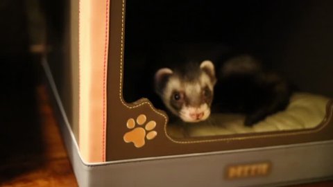 Funny pet ferret comes out of little house in home