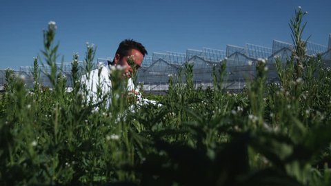 MS TU Scientist examining flora at a greenhouse / Salem, Utah, USA.