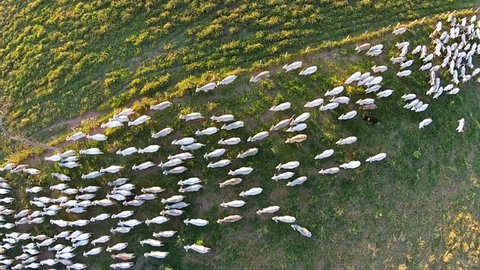 aerial view from cattle in Brazil