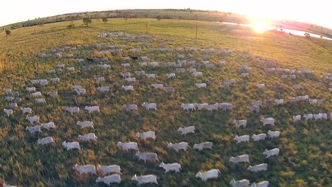 aerial view from cattle in sunset