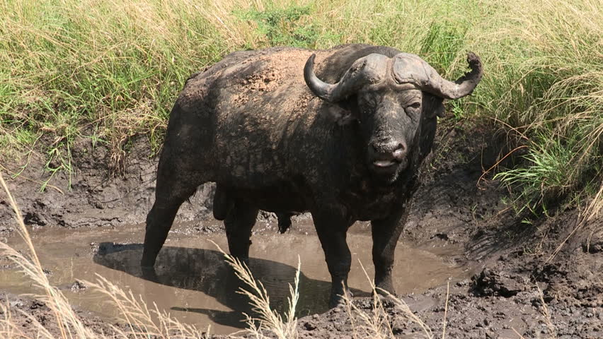 Old male buffalo caked in mud