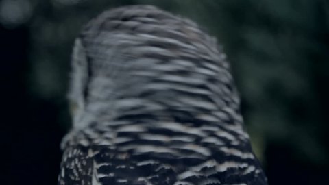 Owl frontal close-up by night. Owl turning its head towards you looking straight to the viewer. Intense video shot in mesmerizing full HD.