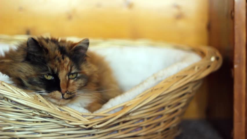 A cat lying in a basket (dolly shot)