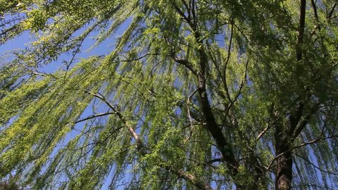 Slow pan around beautiful, weeping willow tree, its hanging branches dripping with green leaves, swaying in spring breeze, against bright, blue sky. 1080p