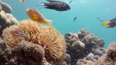 sea anemone and many tropical fishes in andaman sea, Thailand