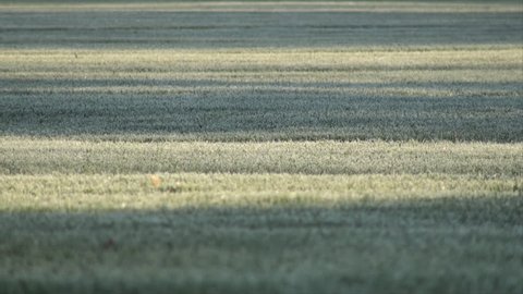 Short cut grass covered in frost in time lapse.