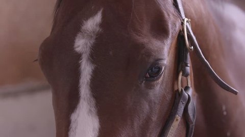 extreme closeup of the eyes of a thoroughbred racehorse in a stable
