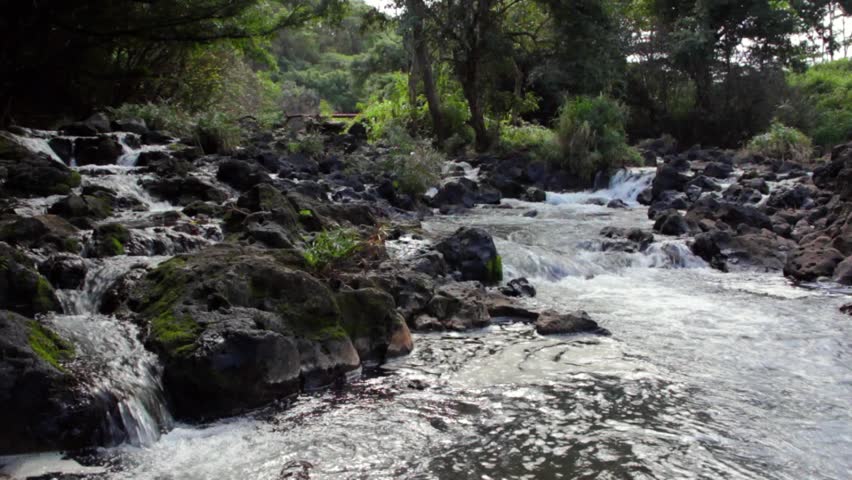 A jungle stream on the tropical island of Kauai