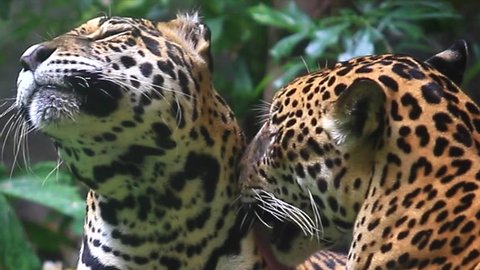 Jaguar and lived in Central America and South America 
