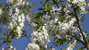 Cherry fruit tree branches twigs with white blooms in spring time on blue sky background. Amazing seasonal blossom in garden. Zoom out shot. 4K UHD video clip.