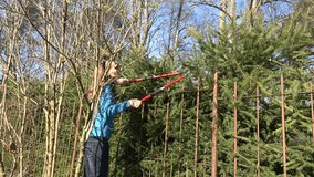 woman cut overgrown fir branch with big red gardener special pruning scissors. Static tripod shot. 4K UHD video clip.