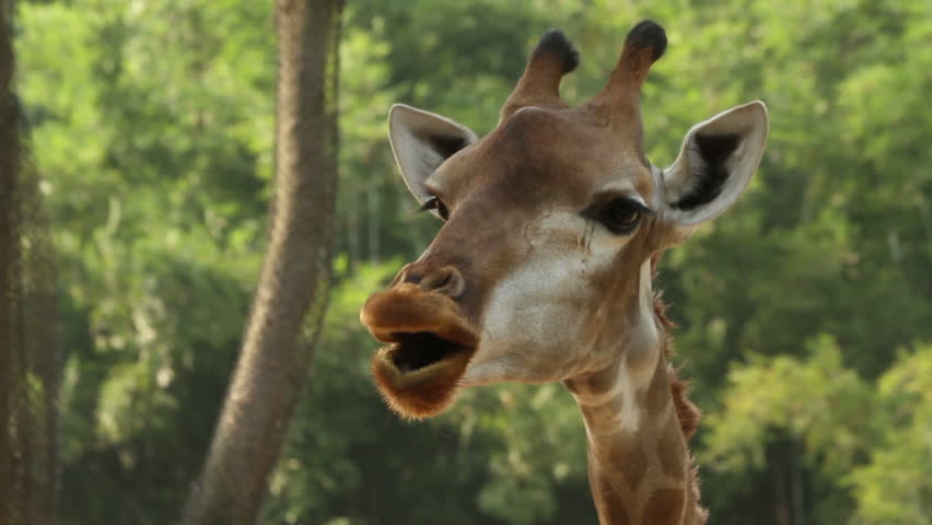 Giraffe hot sale funny video