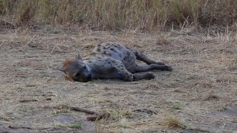Hyena with a full belly (2 of 2)