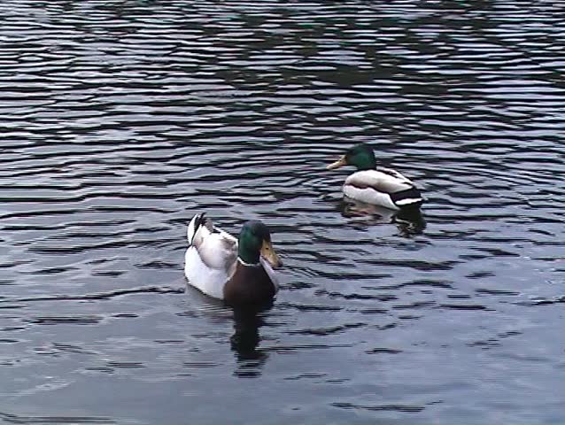 Nice ducks swimming in lake