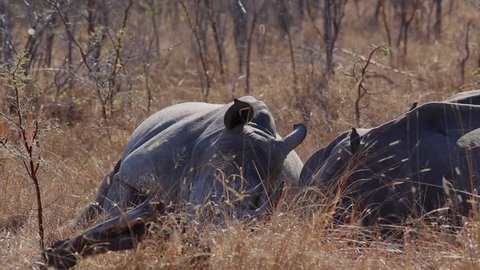 Three adolescent rhinoceros rest in the Africa bush 4