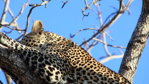 22 Cheetah Leap Stock Video Footage - 4K and HD Video Clips | Shutterstock 22 Cheetah Leap Stock Video Footage - 4K and HD Video Clips | Shutterstock