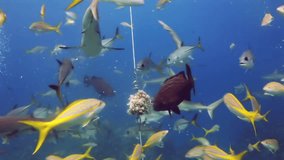 Underwater world of the Bahamas. Diving on feeding of sharks.