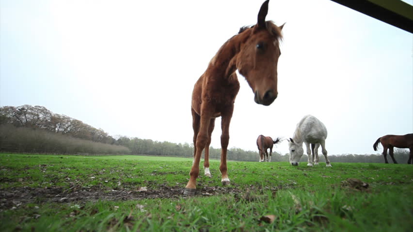 horse eating inventory