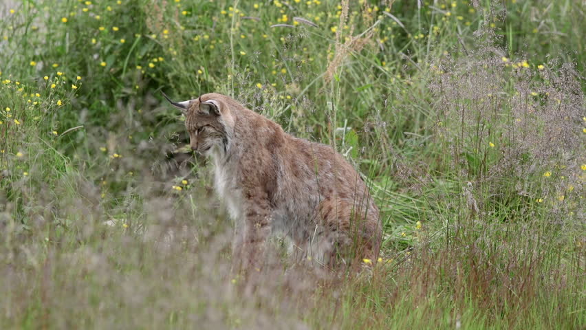 Eurasian Lynx sitting in high grass looking alerted