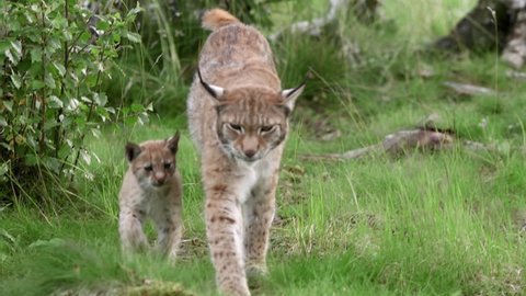 Eurasian Lynx with cub walking forward looking at camera