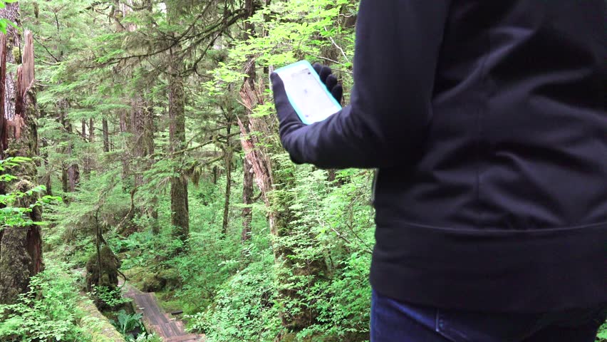 Lush greenery in the temperate rain forest of Southeastern Alaska. Senior woman walking on the boardwalk trail through the forest land. Woman using the cell phone as she walks the boardwalk trail.