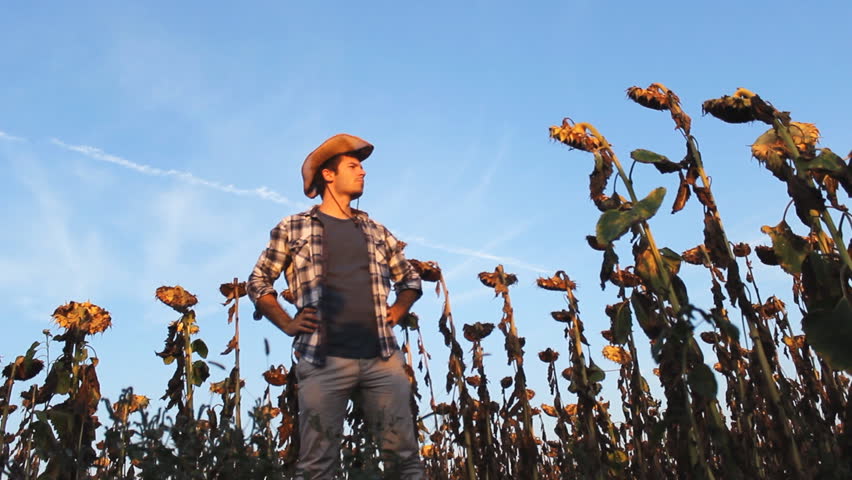 Young rancher man in sunflower field looking 