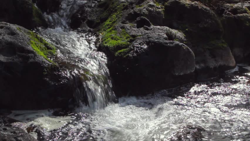 A beautiful jungle stream