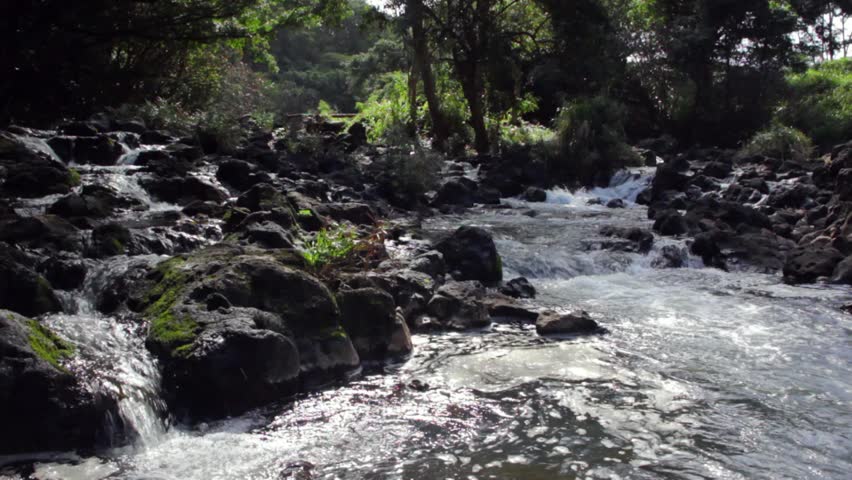 A beautiful jungle stream on Hawaii