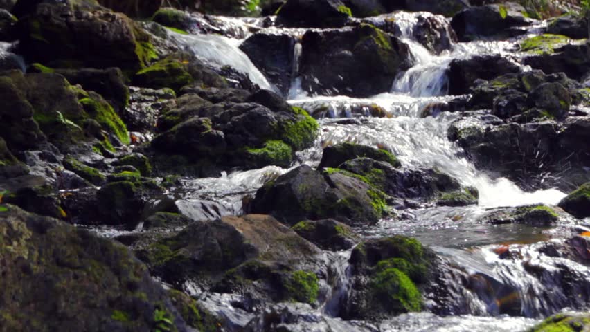 A mossy jungle stream on Kauai, Hawaii