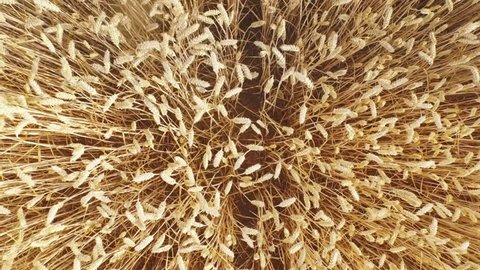 Aerial view of a beautiful wheat field