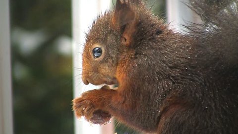Squirrel eats hazelnut
