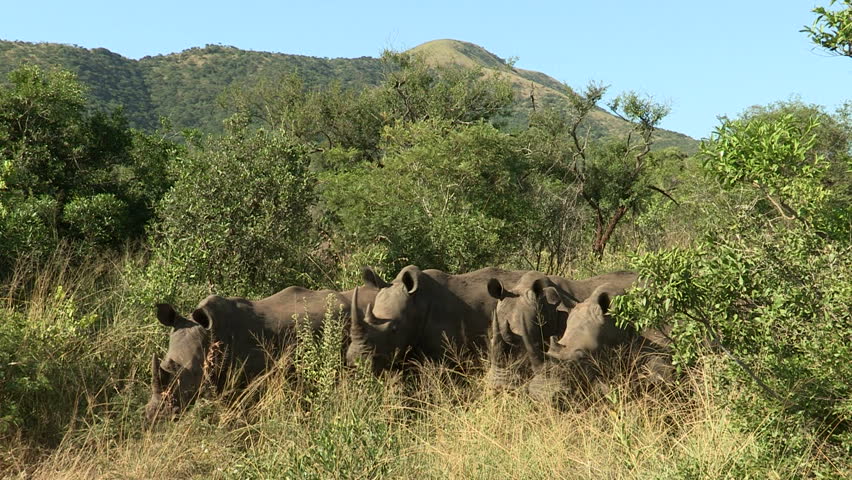White rhinos in African game reserve