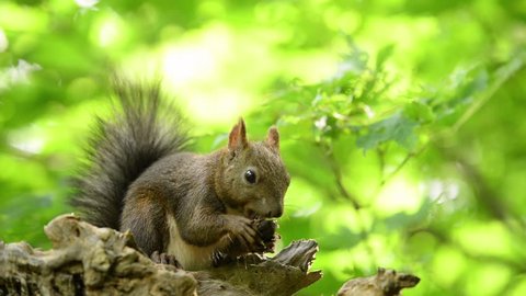 Hokkaido Squirrel eating a walnut.