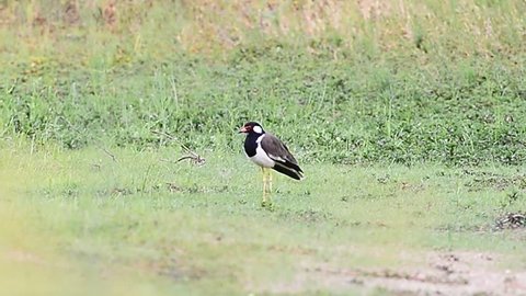 Red Bird wattled lapwing , went for a meal , a large swamp


