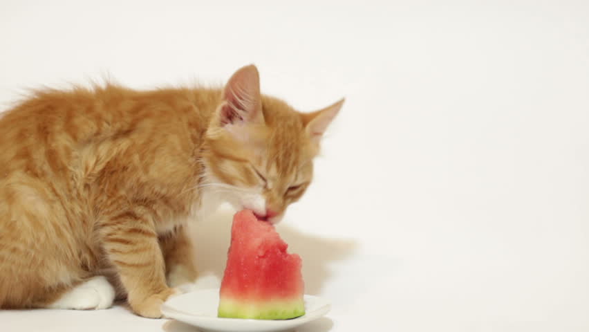 kitten eating watermelon