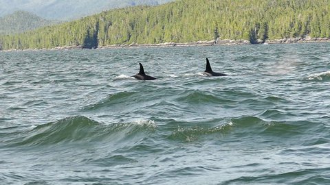 orca pod swimming and jumping slow motion