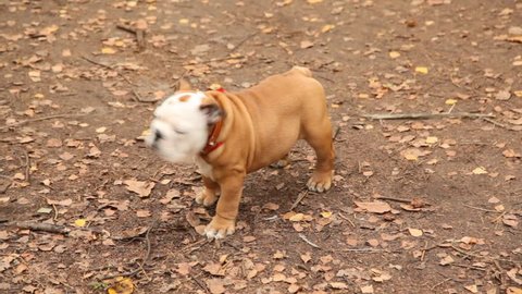 Bulldog stands in autumn park and then leaves, day.