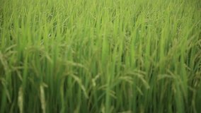 Green field with rice stalks swaying in the wind, hd video