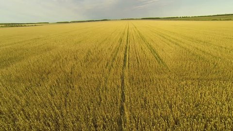 Flight over field of wheat