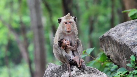 Monkey nursing child