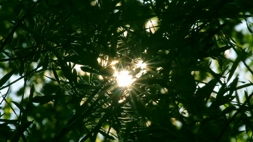 bright sun shines through tree foliage