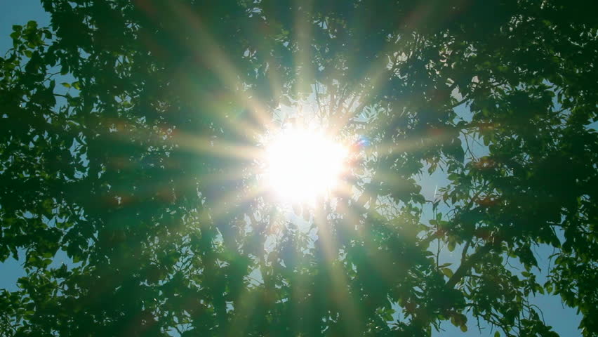 bright sun shines through tree foliage