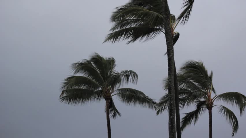 Palm trees bending in the wind from a hurricane